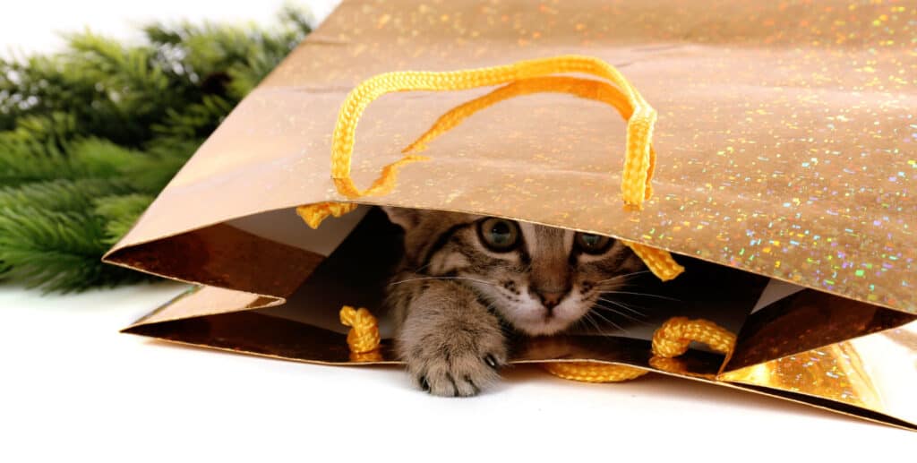 little kitten looking innocent from inside of gift bag
