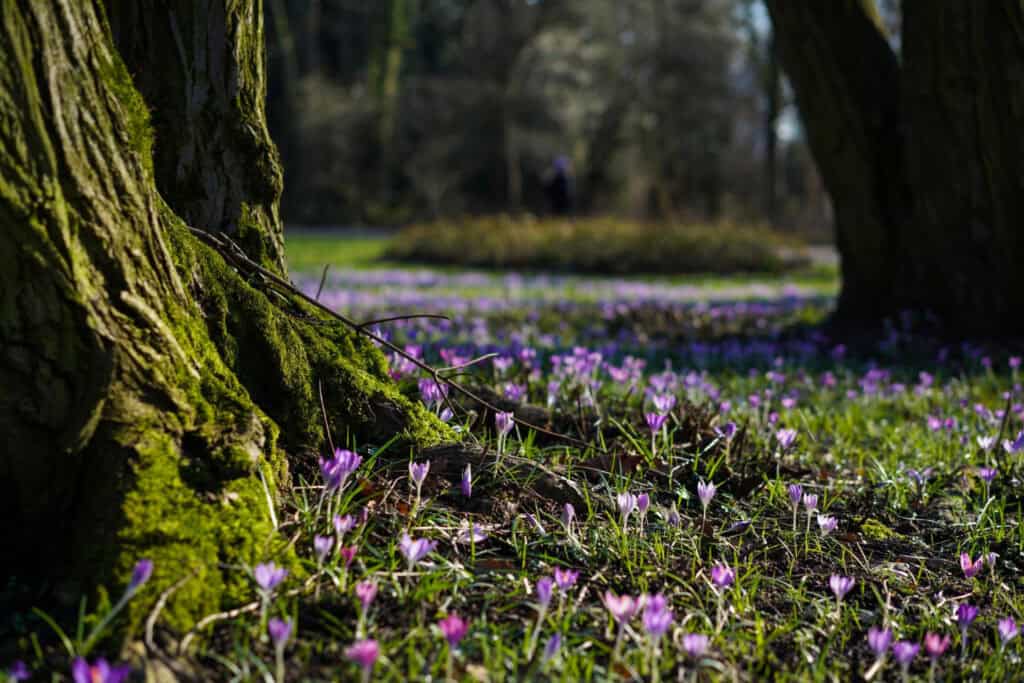 Purple crocus flowers on field during sunny day